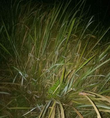 夜钓时如何选择最佳钓鱼塘？有哪些必备的夜钓技巧？  第2张