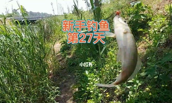 如何提高钓鱼提竿的成功率？掌握这些技巧了吗？  第2张