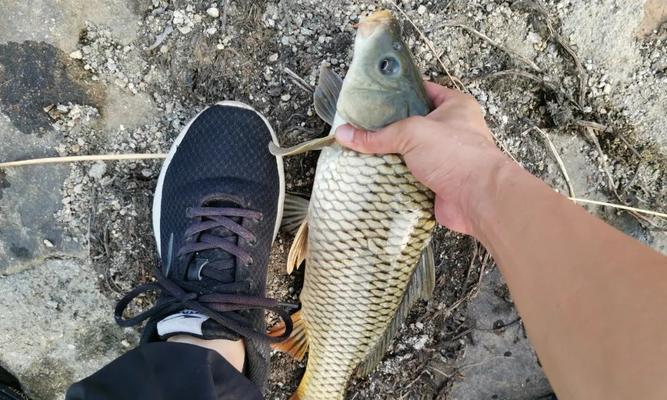 如何提高钓红鲤鱼的成功率？提竿时机和技巧是什么？  第3张