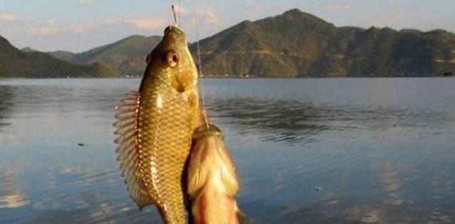 如何掌握钓鱼提竿的瞬间技巧？提竿时机与力度如何把握？  第1张
