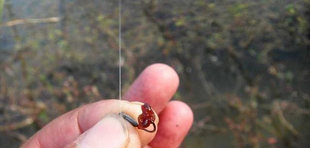 如何正确提钩？掌握钓鱼提钩的技巧教程有哪些？  第3张