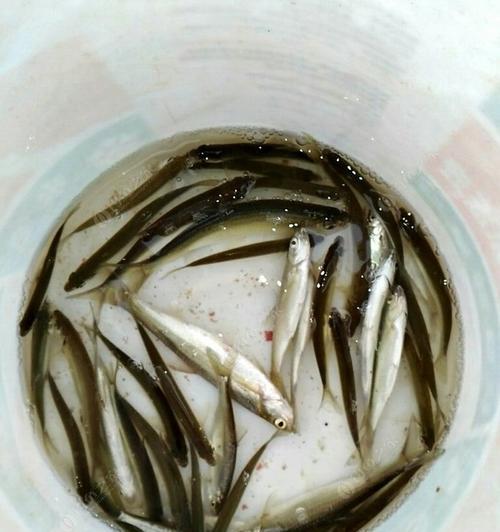 如何提高钓鱼挖沙子的效率？有哪些实用技巧？  第2张