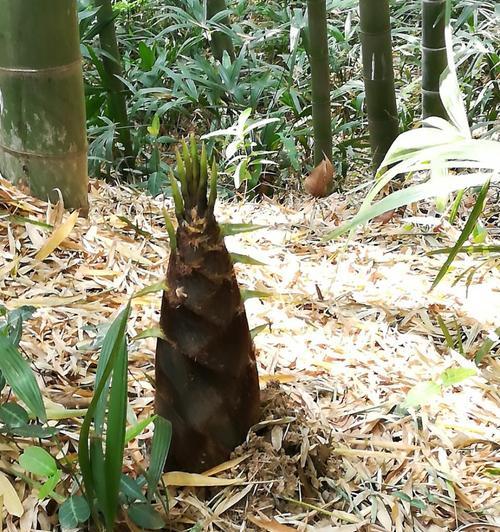 如何高效钓鱼同时挖到竹笋？需要什么技巧和工具？  第2张