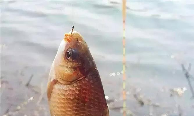 如何找到最佳钓鱼窝子？掌握这些技巧能提高钓鱼成功率吗？  第3张
