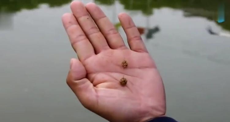 如何搓制最佳钓鱼饵料？搓饵技巧有哪些常见问题？  第3张