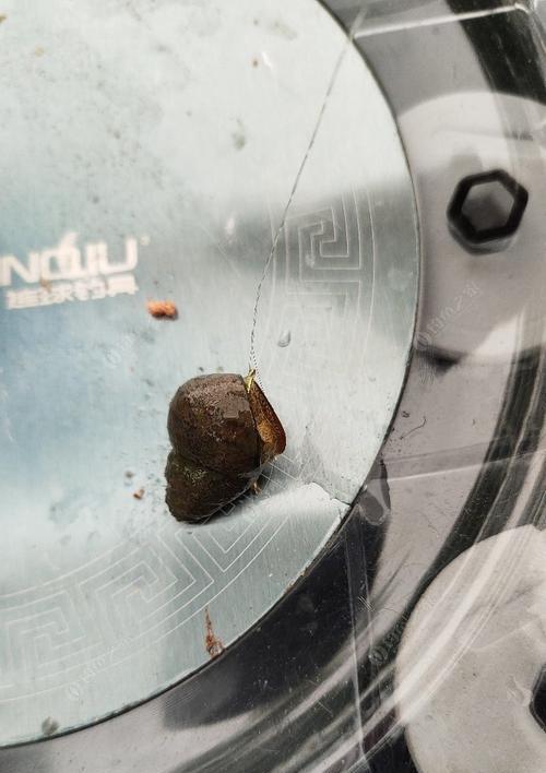 如何利用搓饵形状法提高钓鱼效率？搓饵形状有哪些常见问题？  第3张