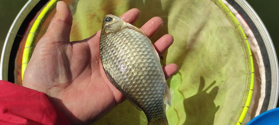 钓鱼新手必备的技巧？如何快速掌握钓鱼要领？  第1张