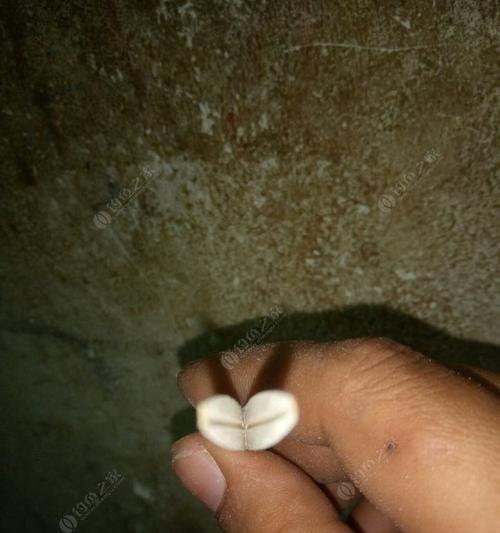 如何掌握钓鱼压线技巧？教程中有哪些常见问题解答？  第2张