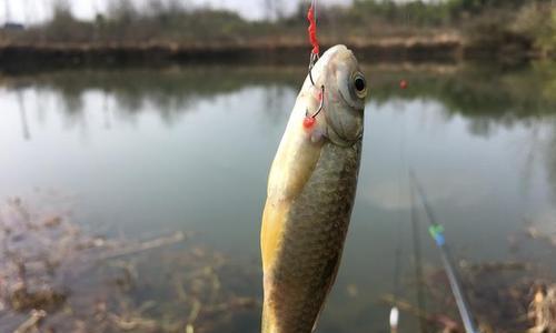 一年四季钓鱼技巧有哪些？不同季节钓鱼方法有何不同？  第3张