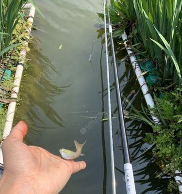 如何选择合适的钓鱼竿子？掌握钓鱼用竿子的技巧和方法有哪些？  第1张