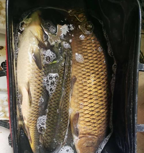 如何使用谷麦钓鱼？掌握这些技巧提高钓获率？  第2张