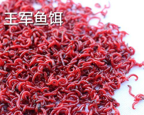 如何养殖红蚯蚓用于钓鱼？掌握这些技巧提高养殖效率！  第2张