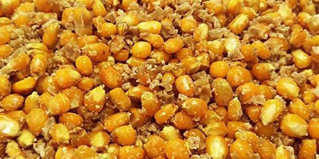 如何使用老玉米作为钓鱼诱饵？老玉米钓鱼技巧有哪些常见问题？  第1张