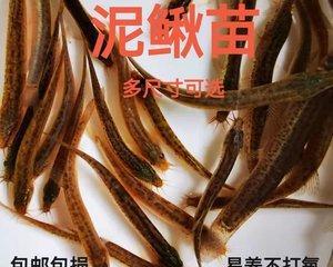 泥鳅打窝技巧有哪些？如何正确使用泥鳅提高钓鱼效率？  第2张