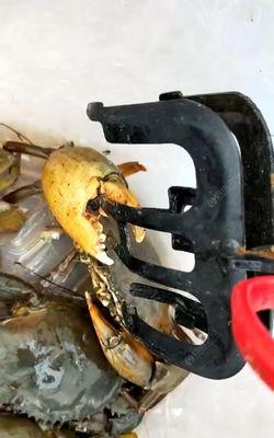 如何使用螃蟹作为钓鱼窝料？有哪些有效技巧？  第3张