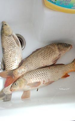 如何使用玉米作为钓鱼诱饵？野钓时有哪些技巧？  第3张