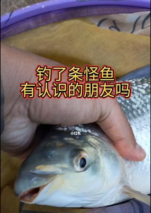 钓鱼有哪些技巧？如何快速掌握钓鱼的秘诀？  第2张