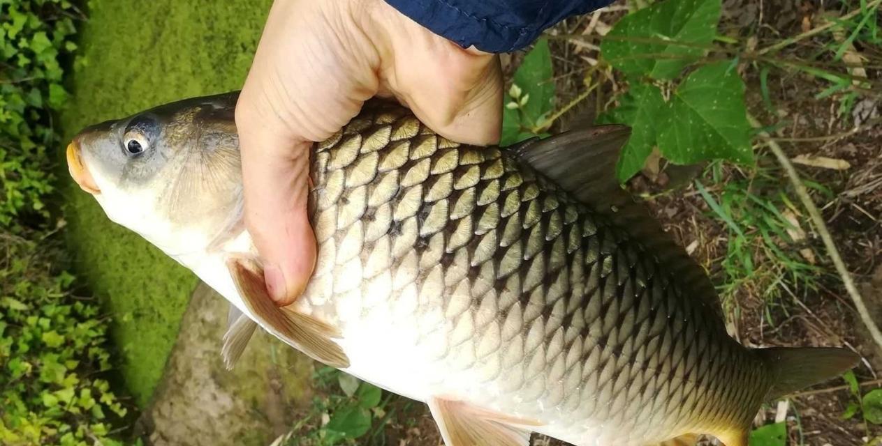 如何正确投放钓鱼鱼饵？掌握这些技巧提高钓鱼成功率！  第2张