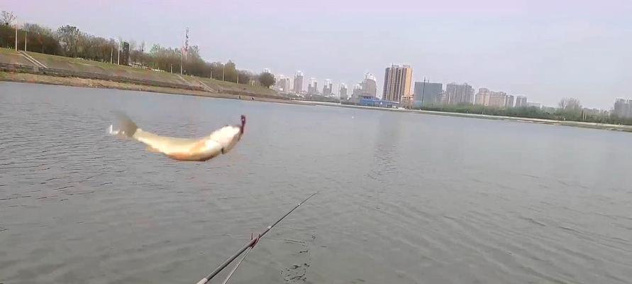 如何正确投放钓鱼鱼饵？掌握这些技巧提高钓鱼成功率！  第1张
