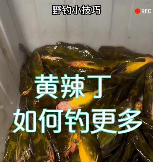 如何使用玉米棒作为钓鱼打窝技巧？教程中常见问题有哪些？  第3张