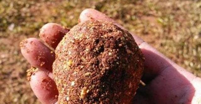 如何使用钓鱼玉米提高钓获率？常见问题有哪些？  第1张