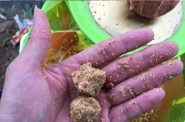 如何使用玉米粒作为钓鱼挂饵？有哪些有效的挂饵技巧？  第3张