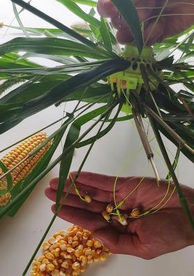 如何正确使用玉米粒作为钓鱼挂饵？挂饵技巧有哪些常见问题？  第2张