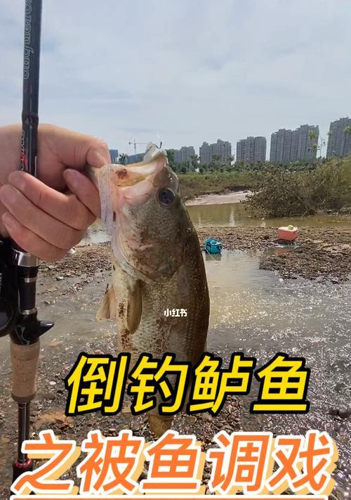 钓鱼怎么才能提高钓鱼技巧？有哪些必备的钓鱼技巧？  第1张