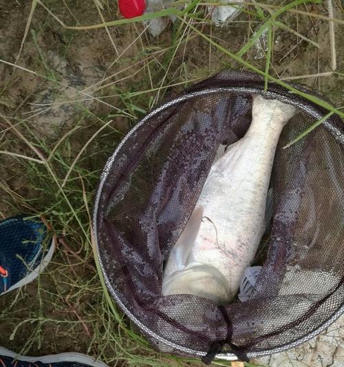 钓鱼怎么钓浮技巧有呢些？掌握这些技巧让你轻松钓到鱼！  第2张