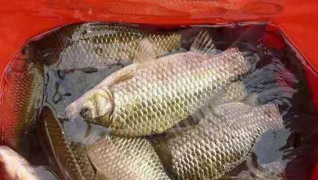 浮钓草鱼的三大技巧是什么？如何在走水情况下成功钓到草鱼？  第1张