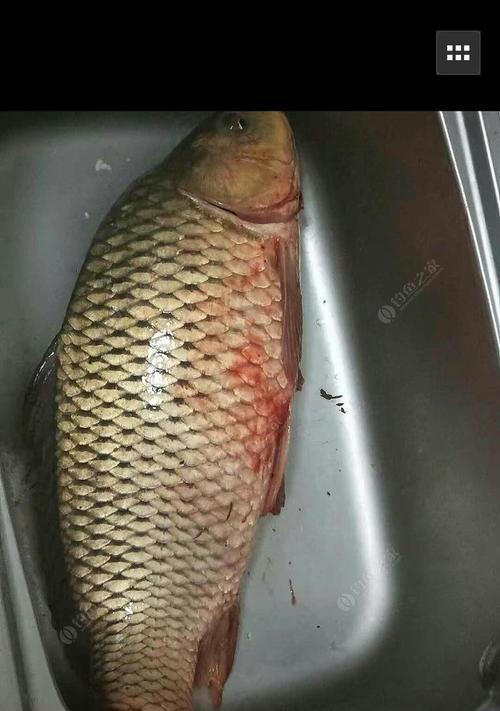 东江野钓大板鲫技巧和方法是什么？如何提高钓获率？  第1张