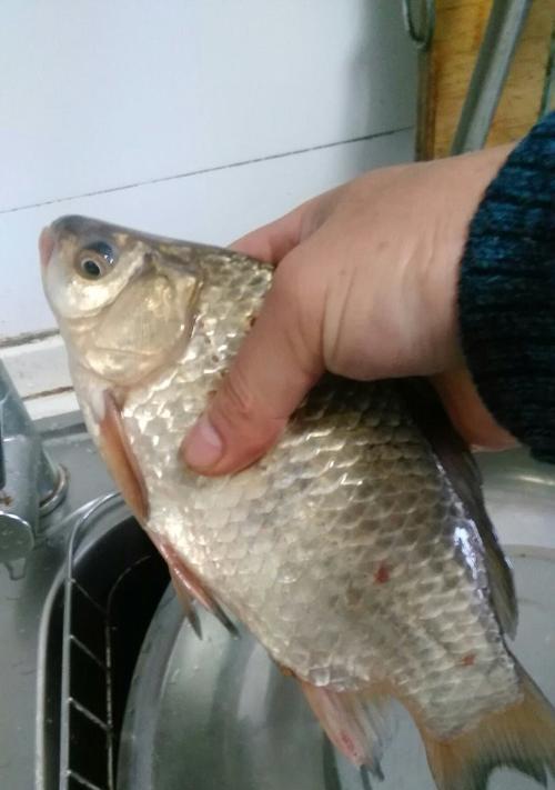 冬钓河流野钓鲤鱼技巧有哪些？如何提高冬季河流野钓鲤鱼的成功率？  第1张