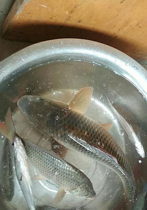 冬钓河流野钓鲤鱼技巧有哪些？如何提高冬季河流野钓鲤鱼的成功率？  第3张