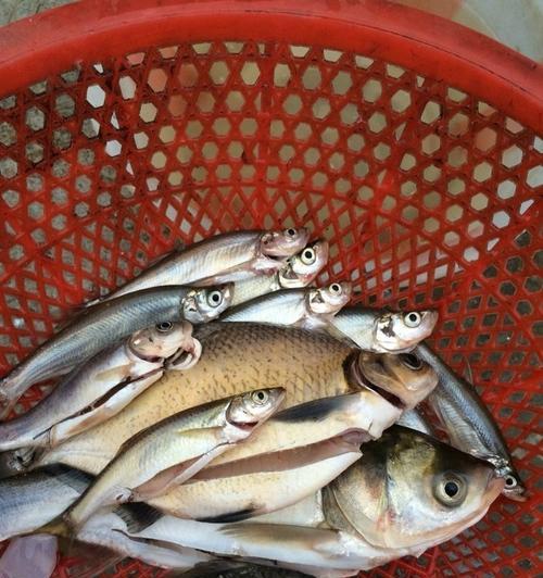 冬钓河流野钓鲤鱼技巧教程？如何提高冬季河流鲤鱼的钓获率？  第2张