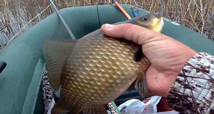 冬钓河流野钓鲤鱼技巧教程？如何提高冬季河流鲤鱼的钓获率？  第3张
