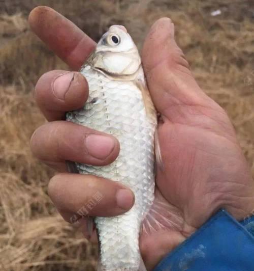 恩施清江钓鱼技巧有哪些？如何提高钓鱼成功率？  第1张