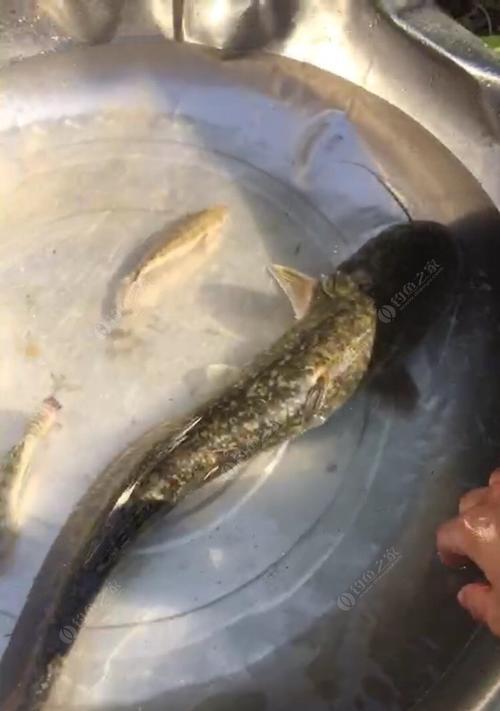 饵料钓鱼正确方法与技巧是什么？如何提高钓鱼技巧？  第1张