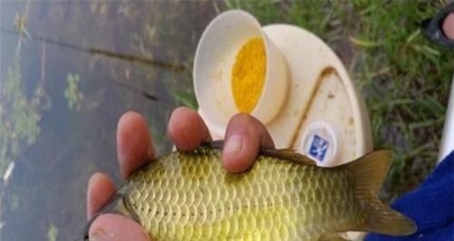 饵料配方钓鱼技巧真的不重要吗？如何提升钓鱼成功率？  第2张