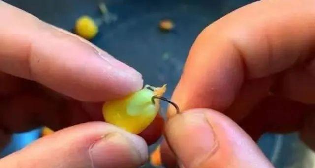 六月冰钓鲤鱼技巧有哪些？如何提高冰钓鲤鱼的成功率？  第1张