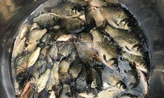 六月份钓鱼打窝技巧是什么？如何有效吸引鱼群？  第2张