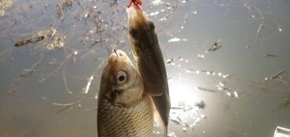 六月野钓鲫鱼技巧是什么？如何提高钓鲫鱼的成功率？  第2张