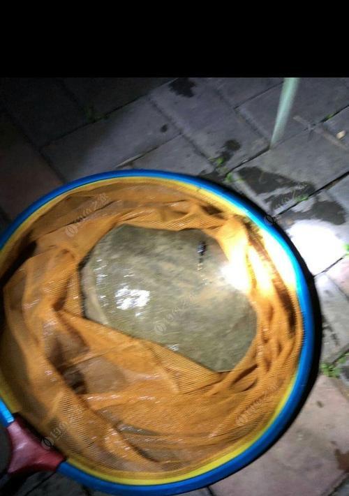 发大水钓鱼技巧是什么？如何在洪水期间成功钓到鱼？  第2张