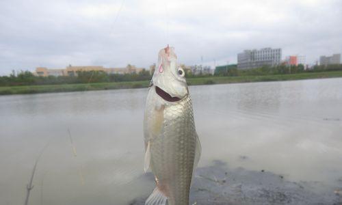 发洪水钓鱼技巧有哪些？如何在洪水期间安全钓鱼？  第3张