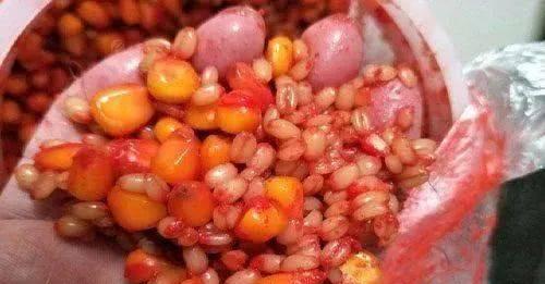 发芽玉米钓鱼技巧和方法有哪些？如何提高钓鱼成功率？  第3张