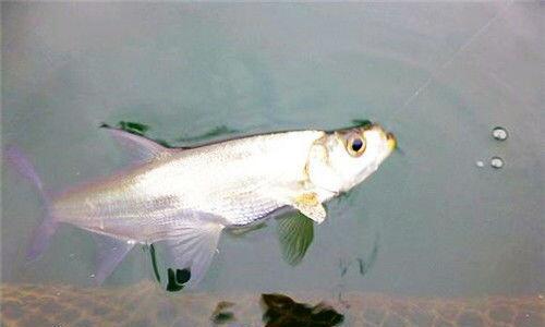 筏钓竿调漂最佳方法和技巧教程？如何快速掌握筏钓竿调漂技巧？  第1张