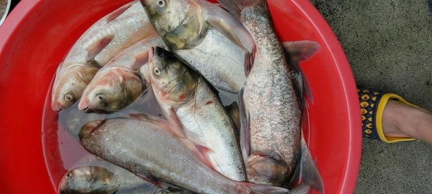 筏钓鲢鳙垂钓技巧有哪些？如何提高垂钓成功率？  第3张