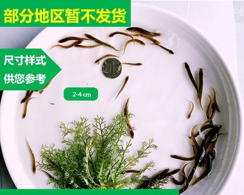 筏钓泥鳅钓鱼技巧有哪些？如何提高筏钓泥鳅的成功率？  第1张