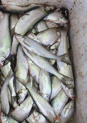 筏钓泥鳅钓鱼技巧和方法教程？如何提高钓获率？  第2张