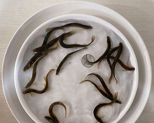 筏钓泥鳅钓鱼技巧和方法教程？如何提高钓获率？  第3张