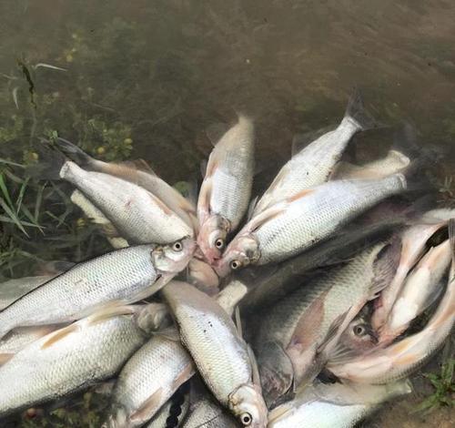 筏钓泥鳅钓鱼技巧教程？如何提高钓获率？  第2张